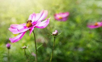 Pink cosmos flowers and bee. Summer background.