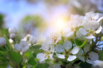 Flowers of the pear blossoms on a spring day