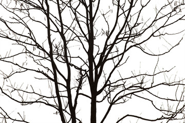 Dead branches , Silhouette dead tree or dry tree  on white background. Save with clipping path.
