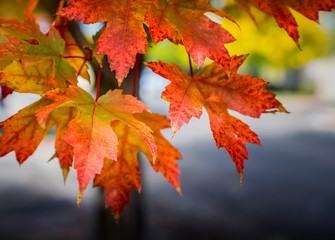 Close-up of yellow and orange maple leaves against a muted background blue and gray background in Fort Collins, Colorado
