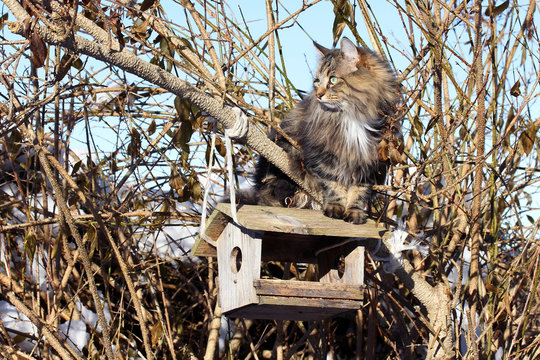 Eine Norwegische Waldkatze sieht neugierig auf einem Vogelhaus