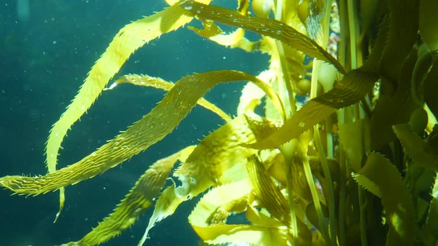 Light rays filter through a Giant Kelp forest. Macrocystis pyrifera. Diving, Aquarium and Marine concept. Underwater close up of swaying Seaweed leaves. Sunlight pierces vibrant exotic Ocean plants.