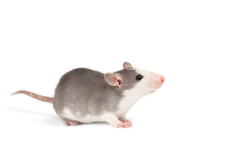 Funny young rat full length isolated on white. Rodent pets.