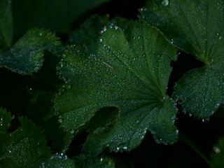 Tropfen auf einer Pflanze