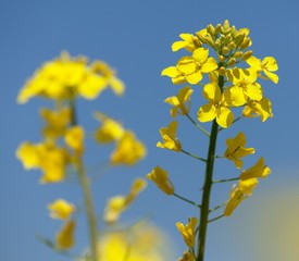 detail of flowering rapeseed canola or colza field