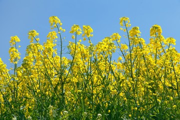 Fototapeta premium detail of flowering rapeseed canola or colza field