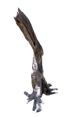 Dead tree isolated on white background with clipping path.