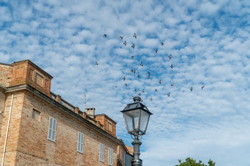 Fototapeta na wymiar A flock of pigeons in the blue sky over the roofs of houses in the Italian town