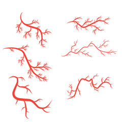 humans arteries and veins