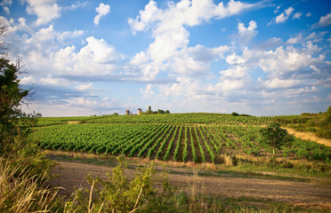 Fototapeta na wymiar Vigne dans un vignoble en Anjou, France.