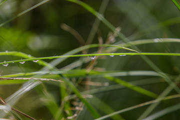 dew on the grass