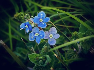 Petite fleur bleu © Anais
