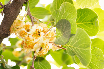 Kiwi flowers with bees