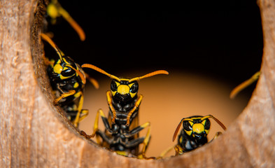 European wasp (vespula germanica) or German wasp in the garden, living in a bird house. Insect from...