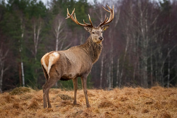 Deer ( Cervus Elaphus ) In The Natural Habitat,