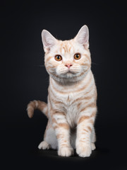 Fototapeta na wymiar Cute creme tabby American Shorthair cat kitten, sitting walking towards viewer. Looking at camera with orange eyes. Isolated on black background.