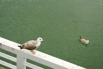 Sea goul on a white banch.