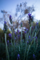 Lavander field vertical view