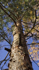 Fototapeta premium tree in the forest