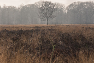 misty morning in the forest