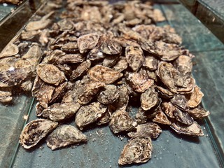 closeup of oysters