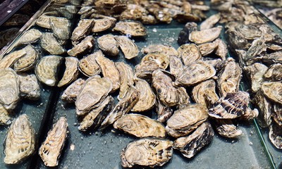 a closeup of oysters