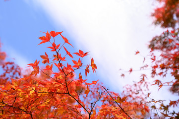 Photosynthetic red maple in Japan