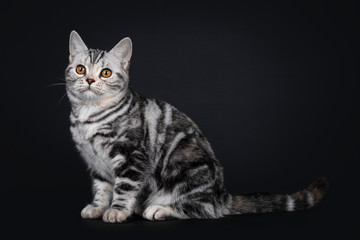 Cute silver tortie American Shorthair cat kitten, sitting side ways. Looking beside camera with orange eyes. Isolated on black background.