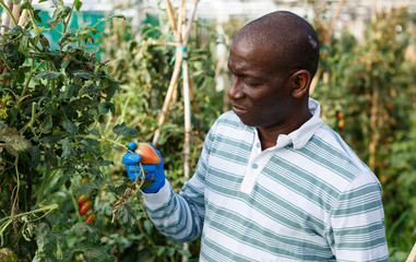 Naklejka na ściany i meble Worker checking tomato plants