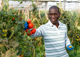 Farmer checking harvest of tomato plants