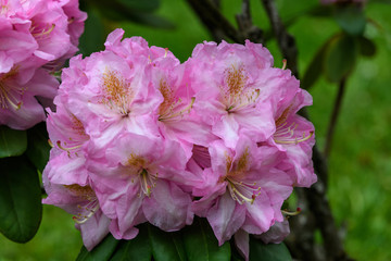 Bush of delicate pink magenta flowers of azalea or Rhododendron plant in a sunny spring Japanese garden, beautiful outdoor floral background