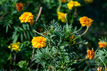 Large group of orange tagetes or African marigold flowers in a a garden in a sunny summer garden, textured floral background photographed with soft focus