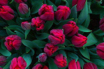 Group of red tulips . Spring landscape.view from above.selective focus