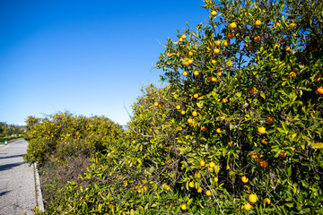 Delicious oranges hangs on an orange tree