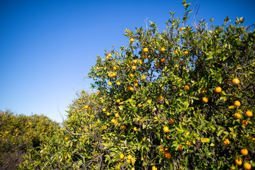 Fototapeta na wymiar Delicious oranges hangs on an orange tree