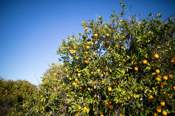 Delicious oranges hangs on an orange tree