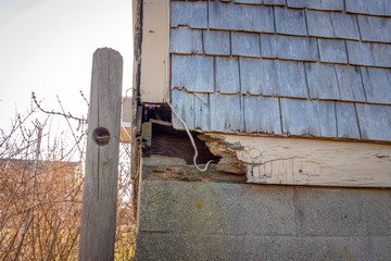 animal / critter damage to building / home