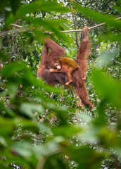 orangutans in semenggoh wildlife centre borneo malaysia forest monkey