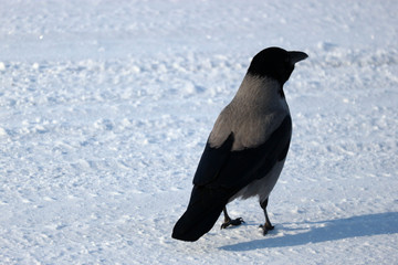 Obraz na płótnie Canvas Big grey crow sitting on a snow road close up