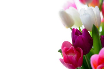 Multicolored natural tulips on a white background. Greeting card to a woman.