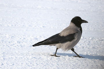 crow walks in the snow