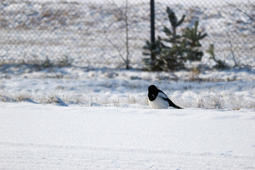magpie sitting on the side of the snow road