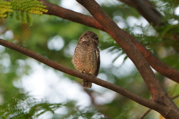 owl on branch
