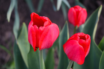Three red tulips in the garden