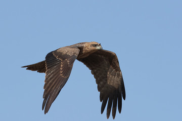 Black kite (Milvus migrans) with blue skies in the background