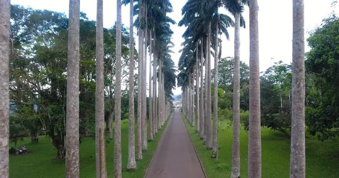 Beautiful Palm Trees At the Aburi Gardens of Ghana for recreation, Push In #4K