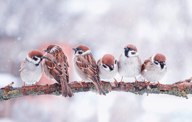 many funny little birds sparrows are sitting on a tree branch in winter garden under falling...