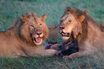 Fototapeta na wymiar two male lions at a kill