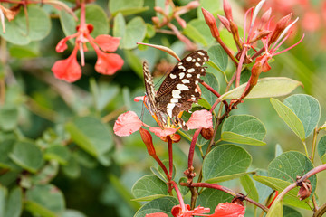 A butterfly relaxing on a flower