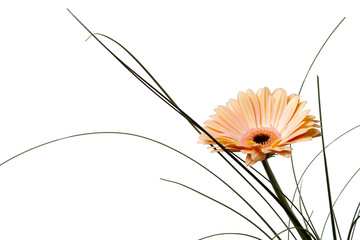 Light orange gerbera flower isolated on white background